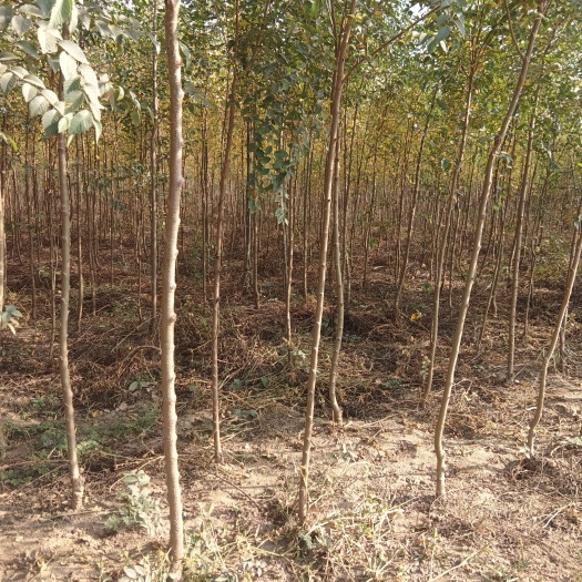 沙河市榆树苗