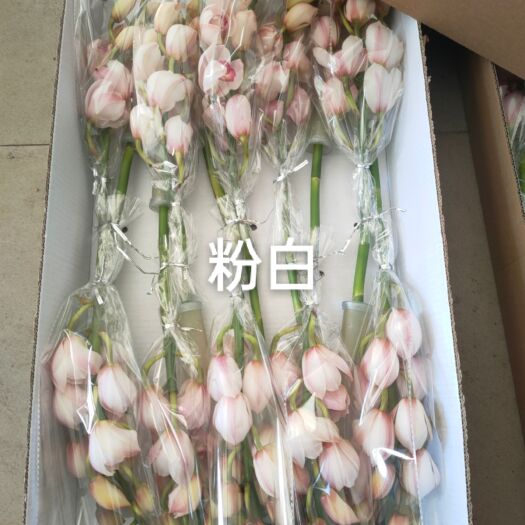 昆明大花蕙兰