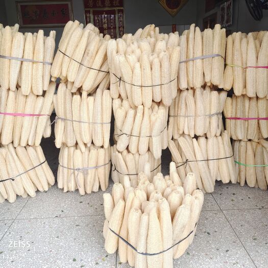 恭城县大量优质丝瓜络，欢迎各位老板订购