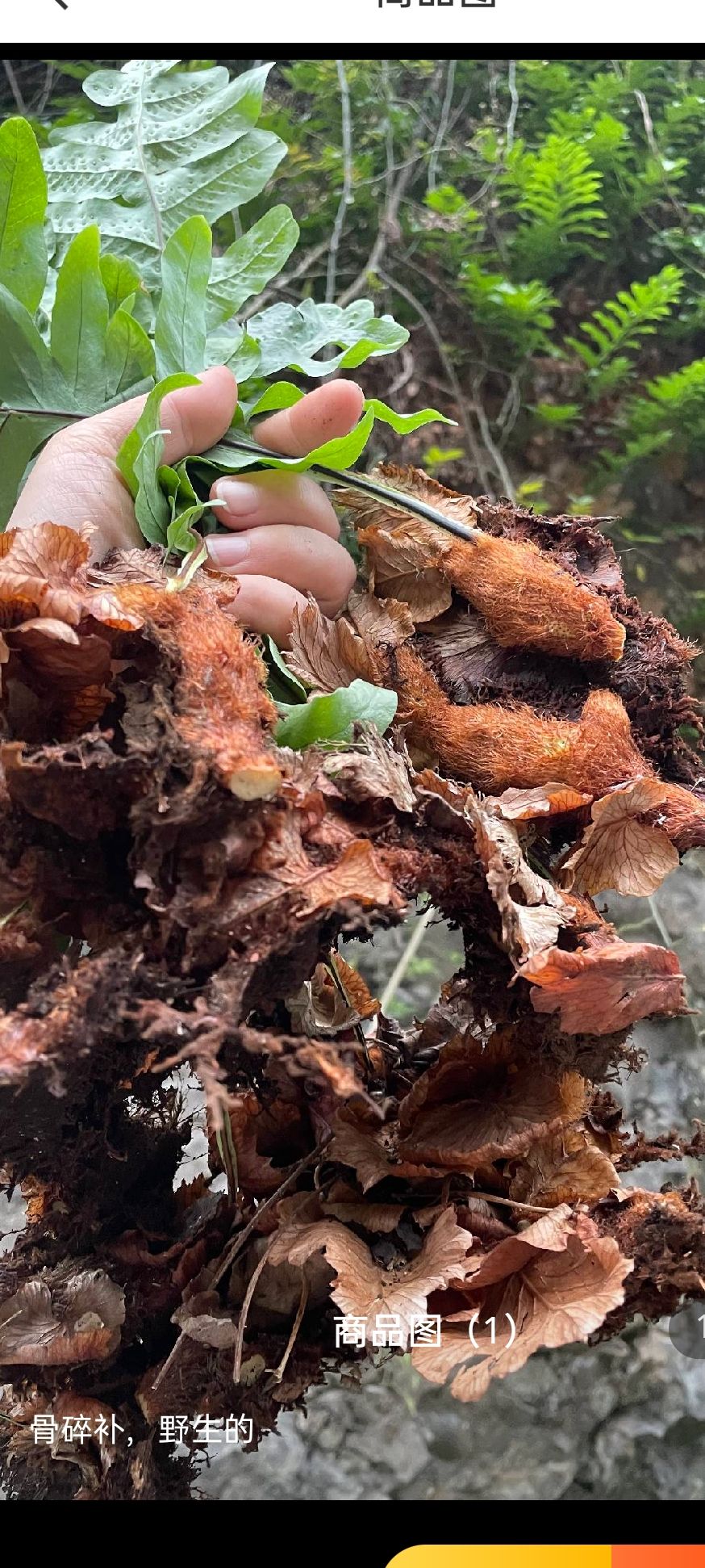 神农药材天然骨碎补毛姜爬岩姜石岩姜脱发强骨