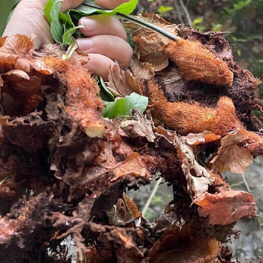 峨眉山市骨碎补鲜货 岩姜