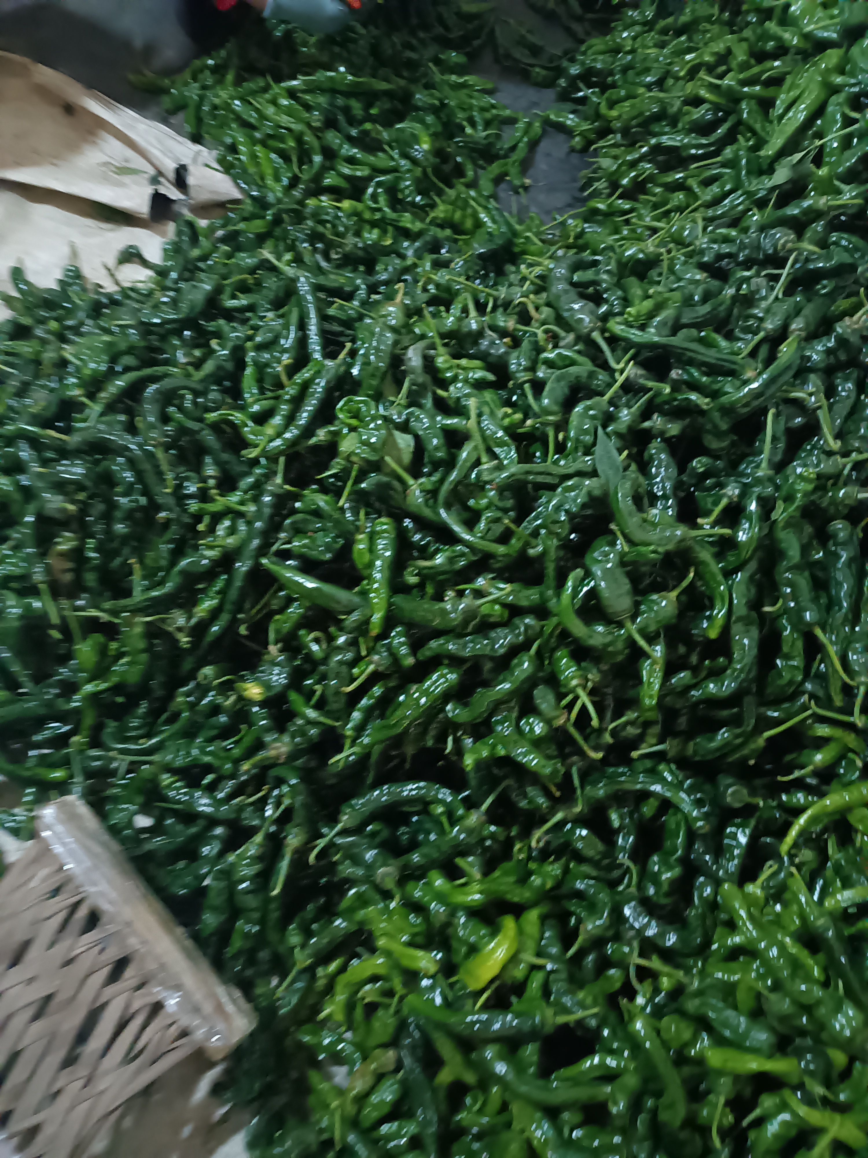 皱皮椒