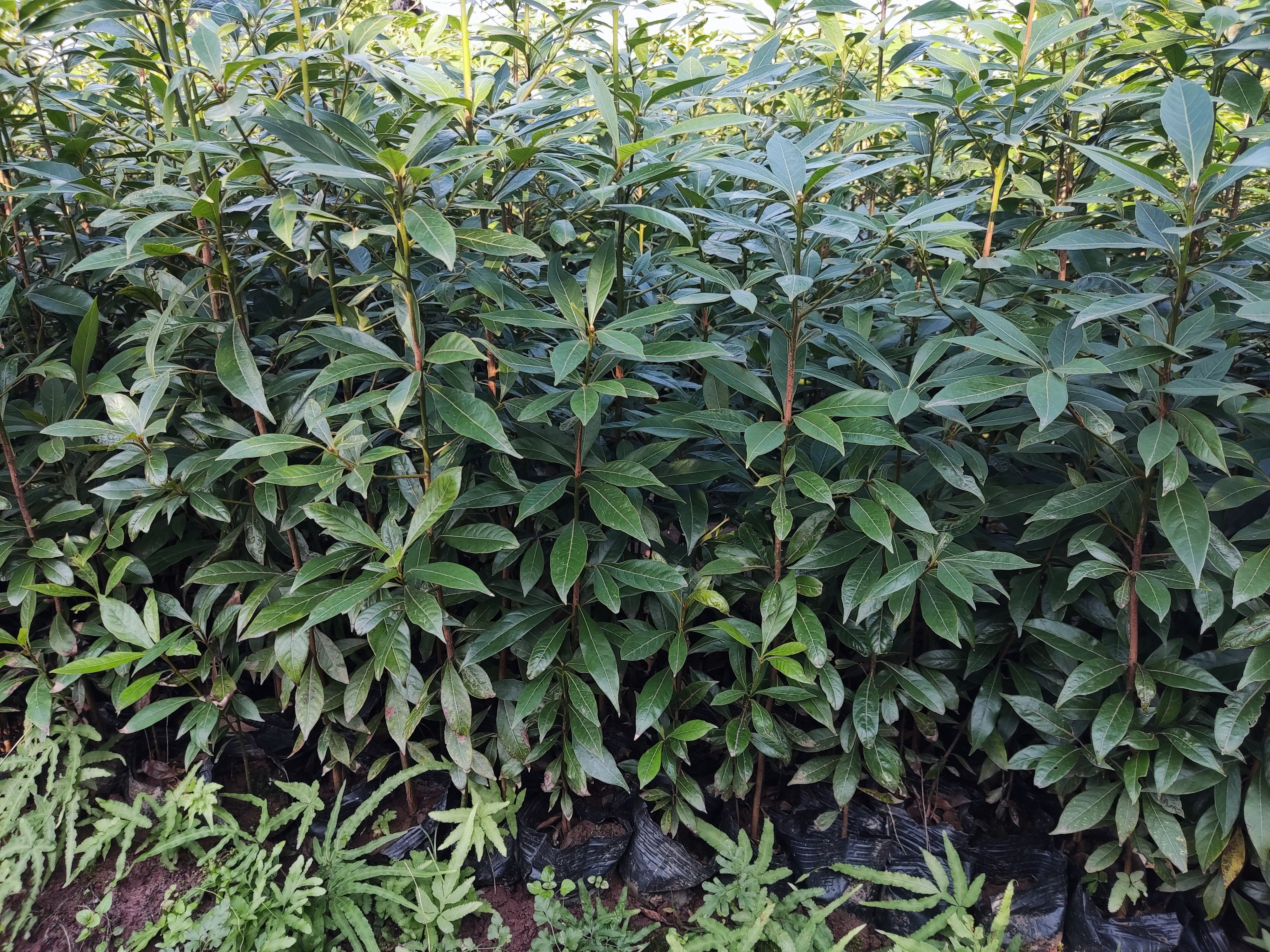 四川金丝楠苗金丝楠木树苗小叶桢楠树苗杯苗带土带叶四季常青