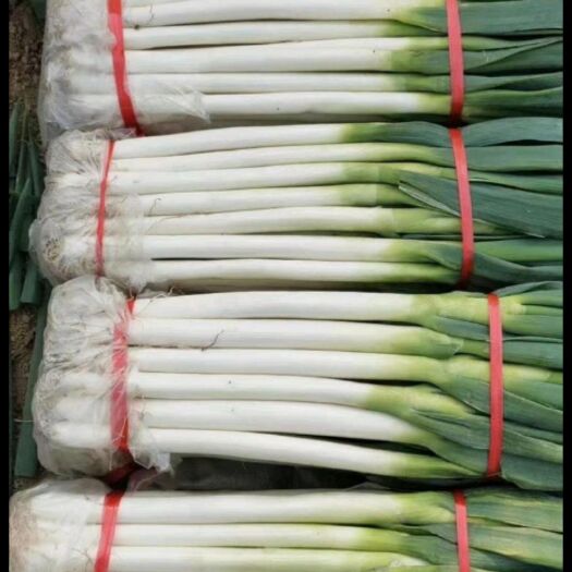 菏泽山东菏泽铁杆大葱