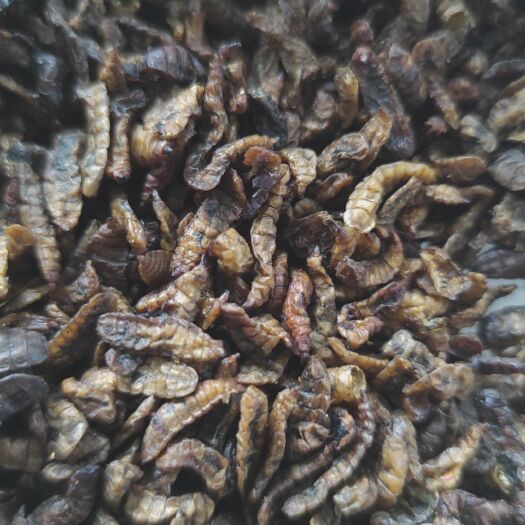 桐梓县黑水虻虫干