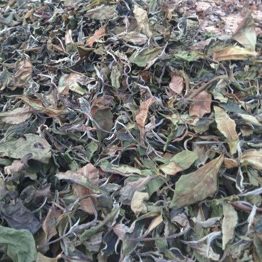 凤庆县新白茶