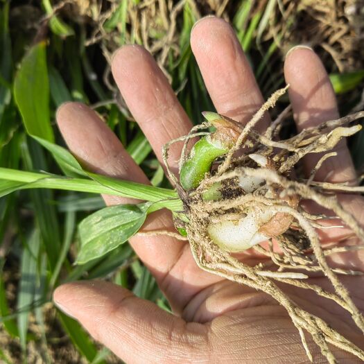 杭州紫花三叉中宽叶白芨苗块茎苗