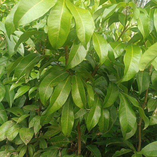 灵山县1.5公分仙进奉荔枝苗