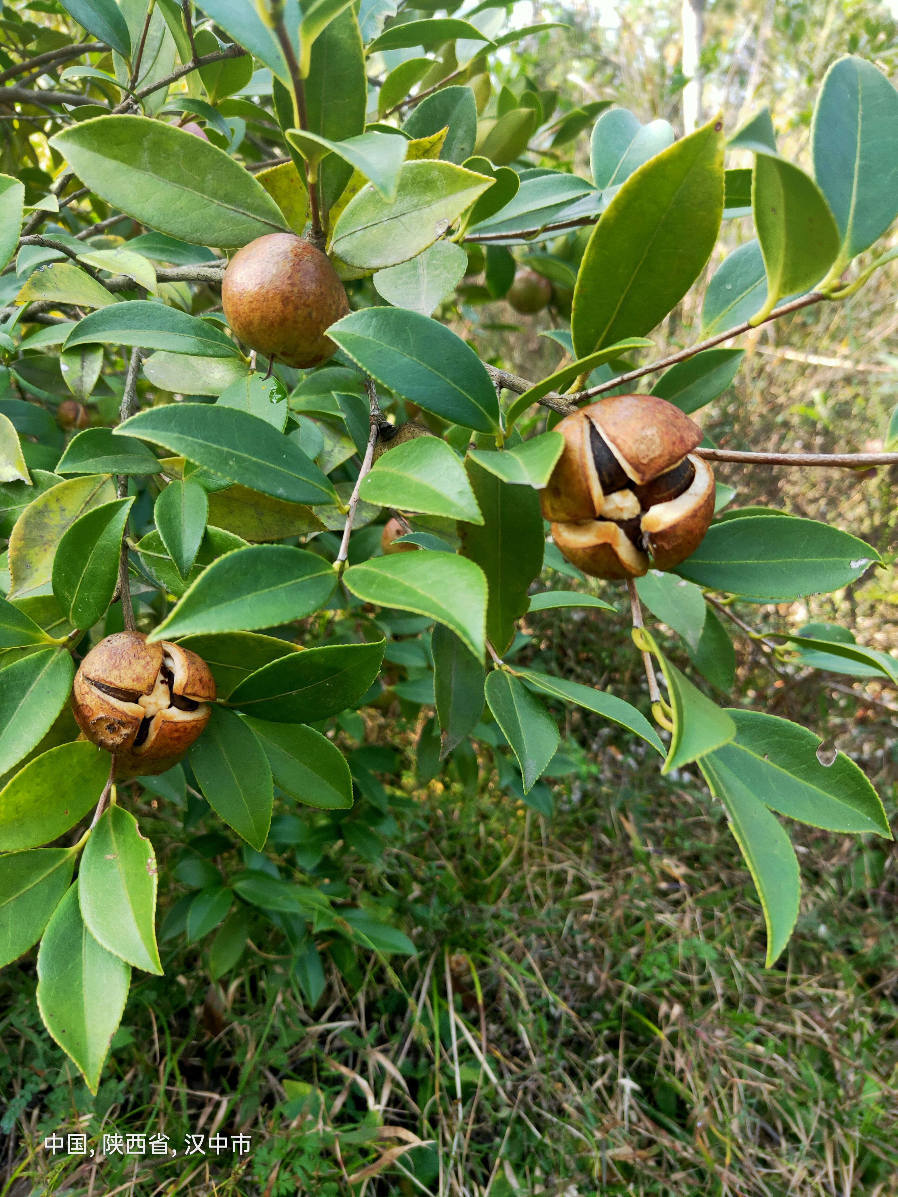 油茶籽