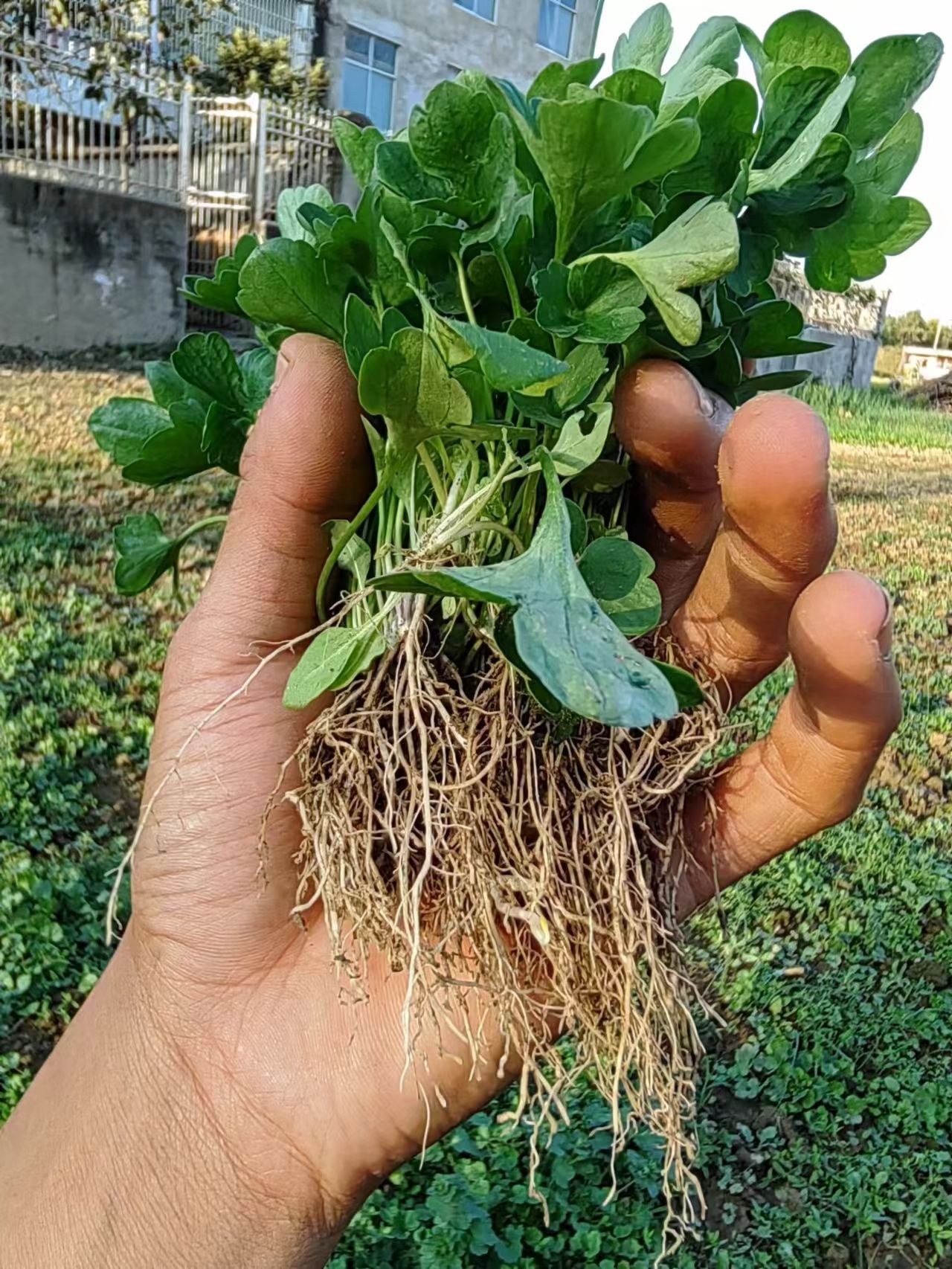 猫爪草种苗
