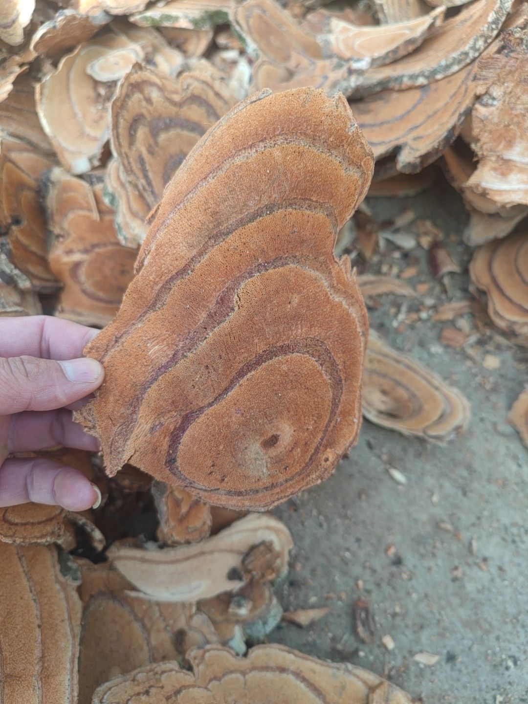 鸡血藤，干片，