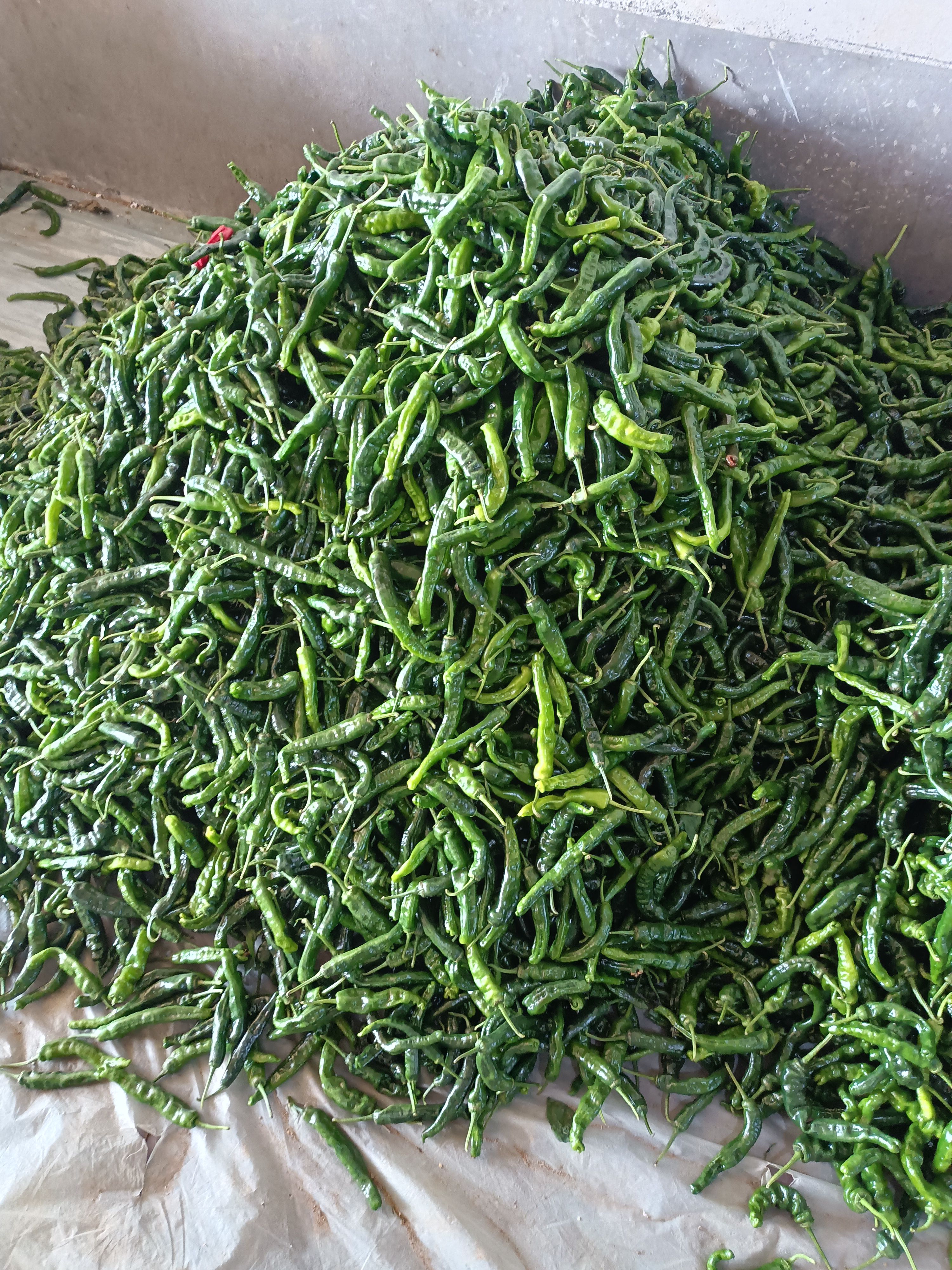 皱皮椒