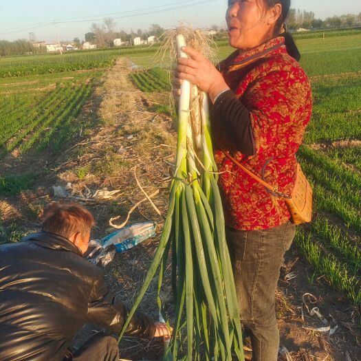 巨野县长白大葱产量多  货好