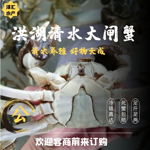 洪湖市【公蟹】清水大闸蟹鲜活现货螃蟹公蟹规格齐全