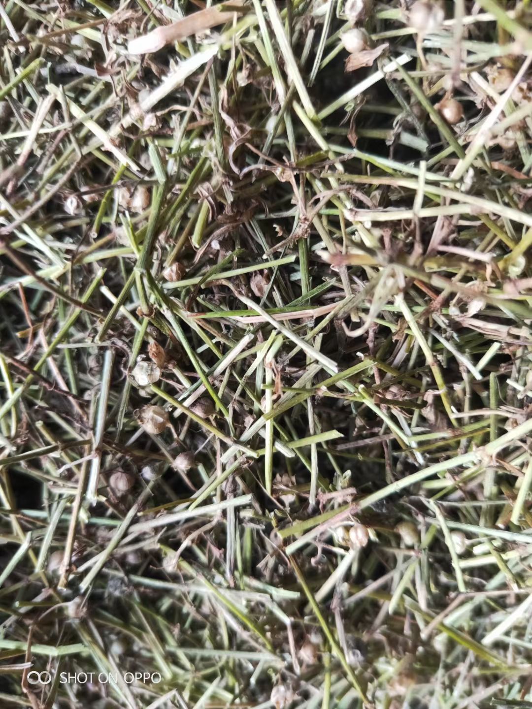 白花蛇舌草，产地直销，量大从优