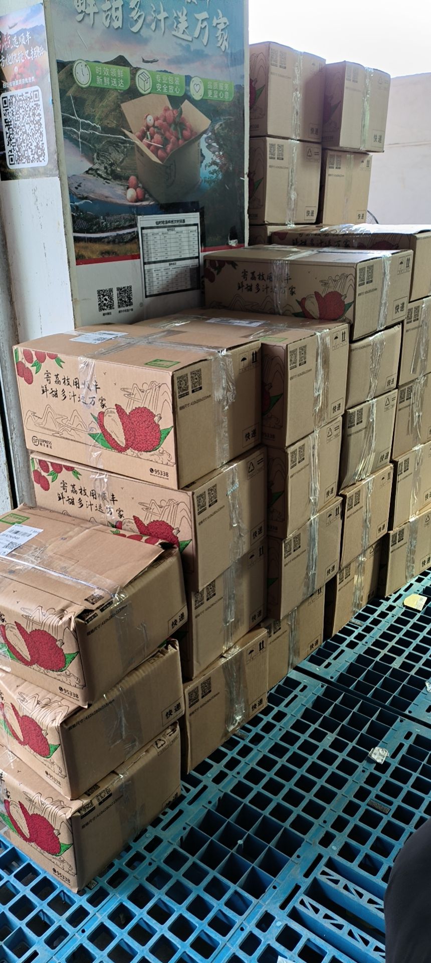 荔枝   仙进奉荔枝   基岗仙进奉荔枝