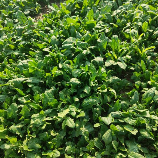 巨野县菠菜