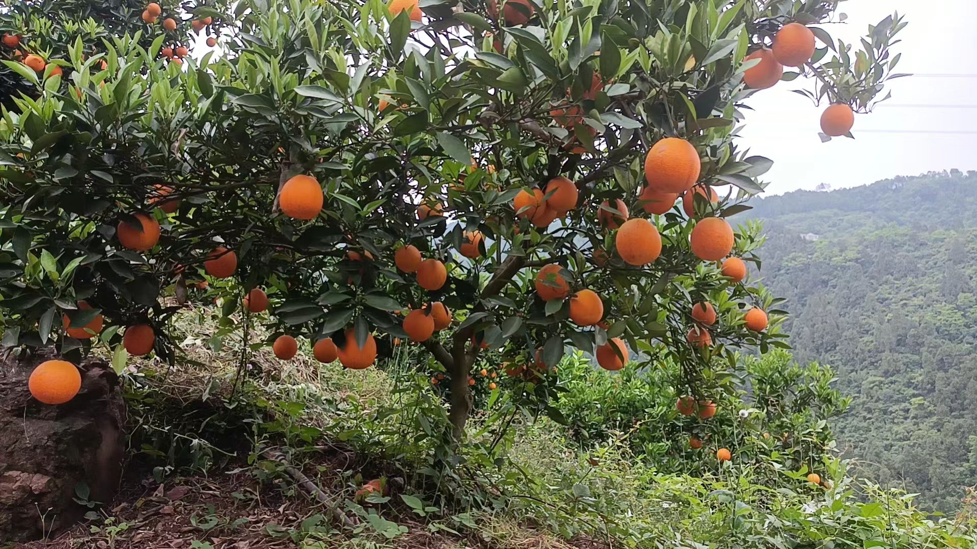 精品中華紅橙，大量供應(yīng)，皮薄多汁，保質(zhì)保量，歡迎采購