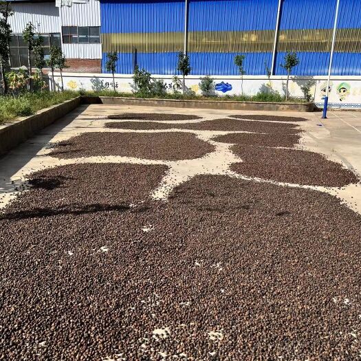 丘北县云南高山小茶籽