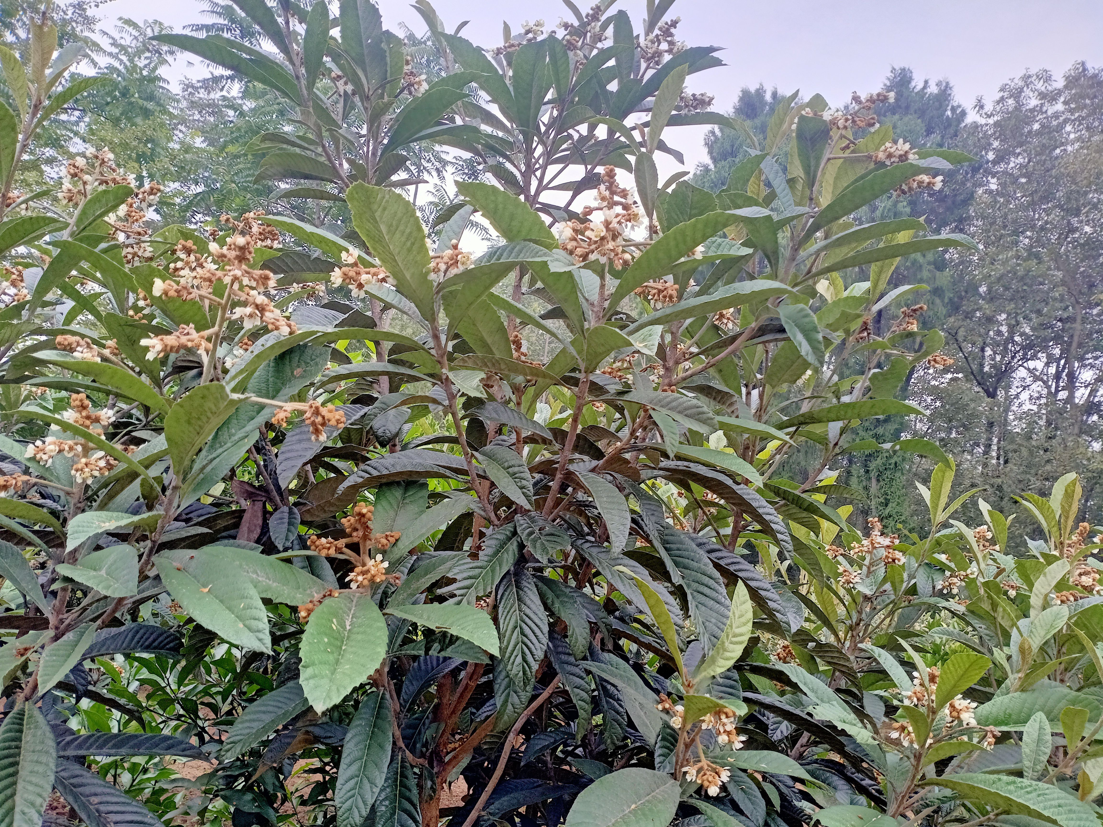 龙李枝条，大五星枇杷枝条，白肉枇杷，香蜜李枝条，黄桃枝条。