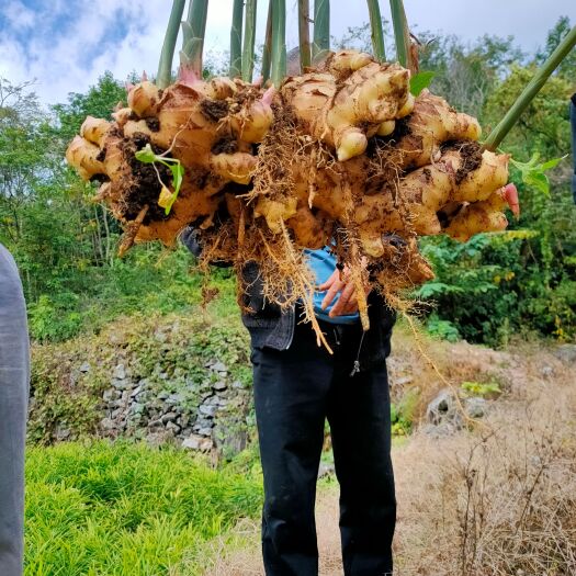 隆林县大量生姜出售