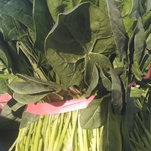 赵县精品大叶菠菜