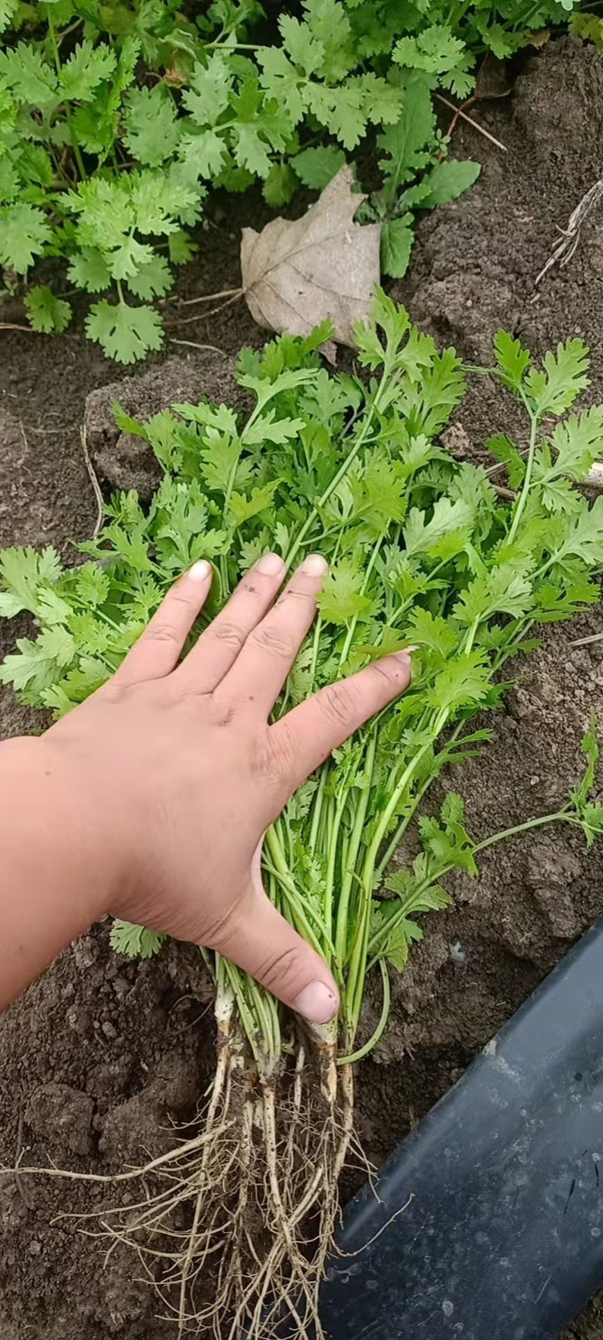 香菜