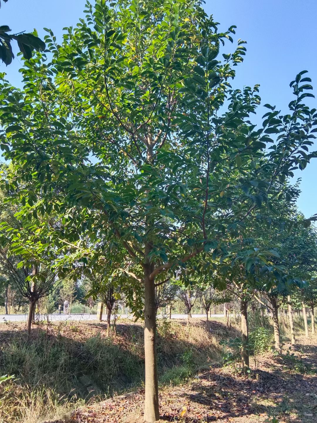 15公分乐昌含笑