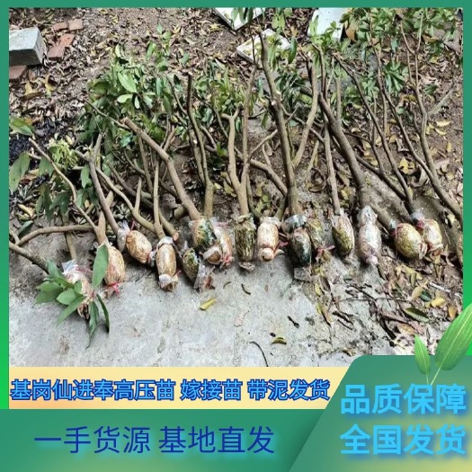 广州仙进奉荔枝苗   仙进奉高压苗荔枝苗，阳台种植