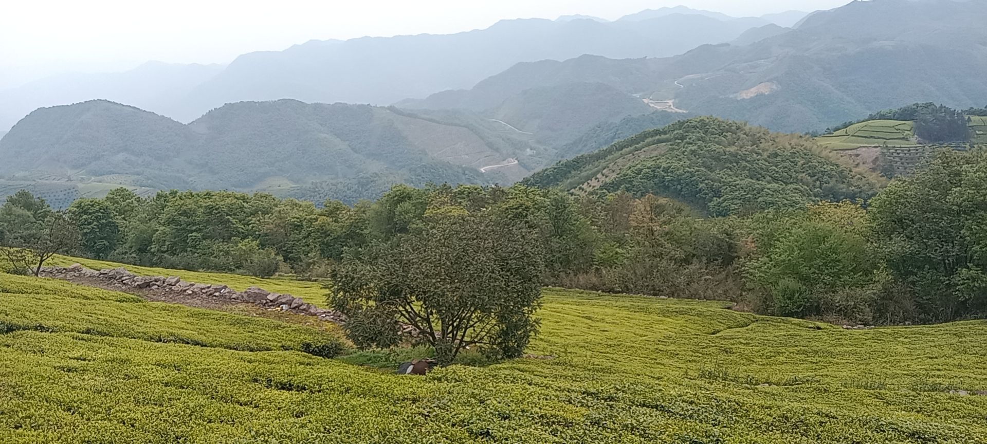 高山绿茶群体种/高山龙井