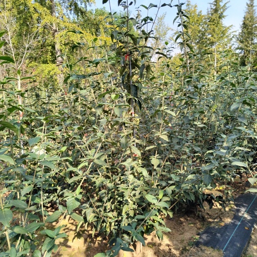 郯城县丛生中华木绣球高度1.5米以上
