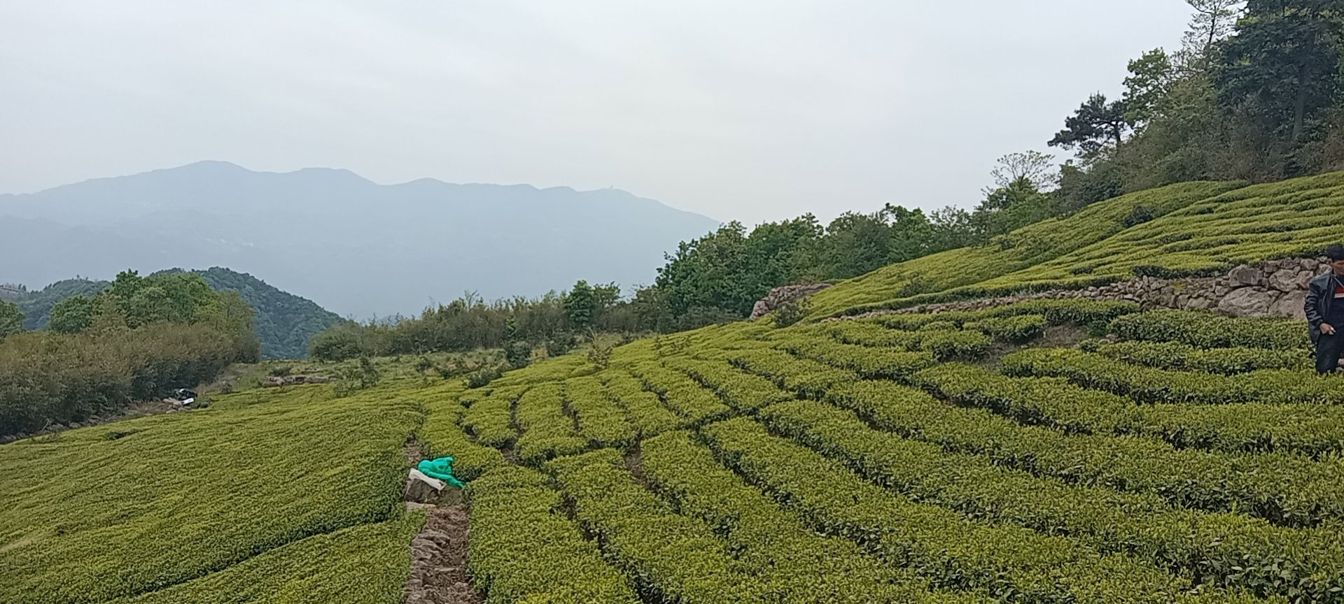 高山绿茶群体种/高山龙井