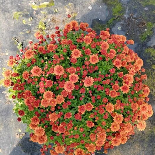 嘉善县国庆菊 球菊 千头菊