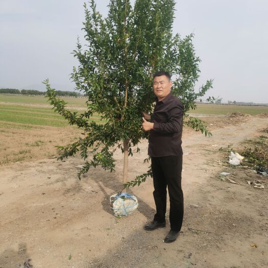 泰安石榴树苗 3—5公分石榴树 当年种植当年挂果石榴树价格