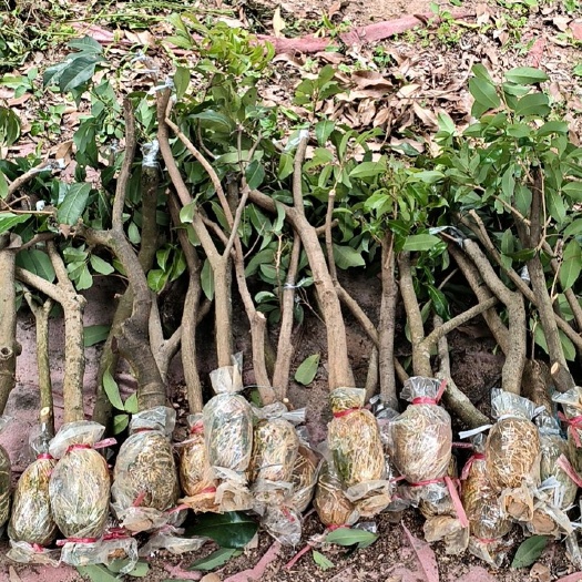 广州仙进奉荔枝苗  仙进奉高压苗荔枝苗嫁接苗