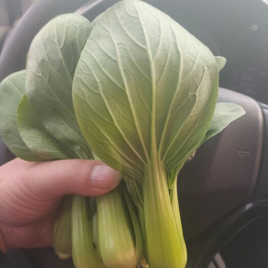 商丘河南油菜山东上海青太和小油菜，产地直供，一手货源