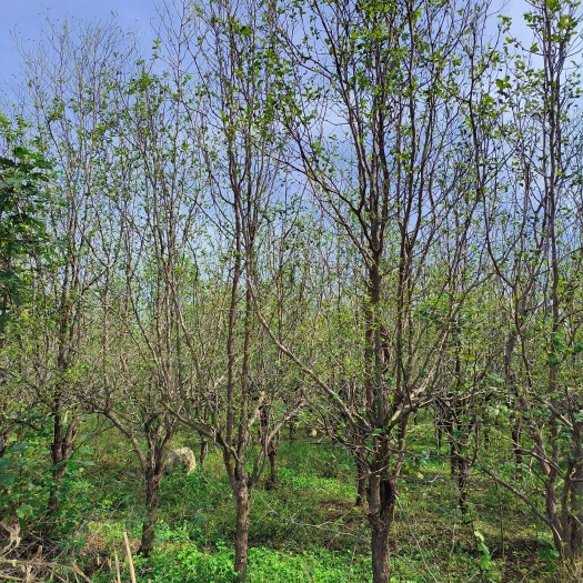 镇平县冬枣树