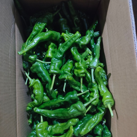 芜湖小皱皮