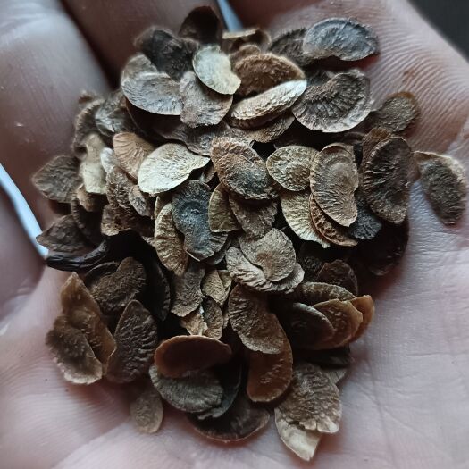 奉新县木荷种子，木荷小苗，木荷杯苗，大量供应