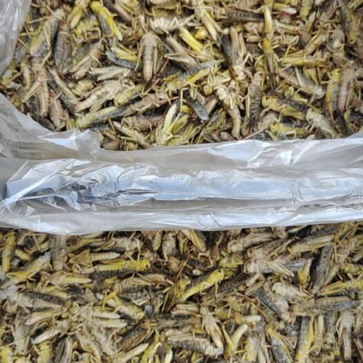 石家庄高蛋白土蚂蚱