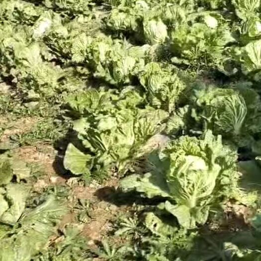 徽县优质大白菜上市，