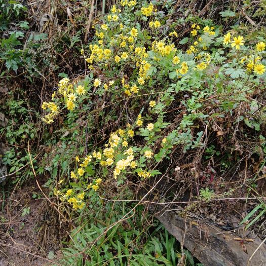 通江县山菊花