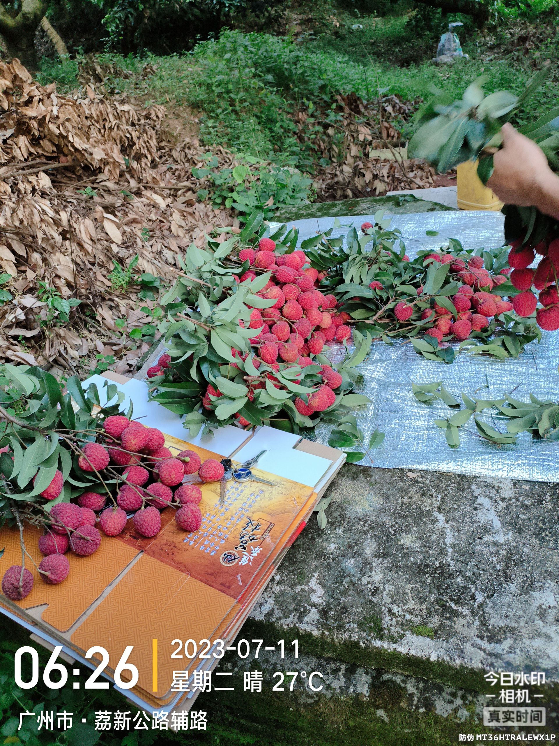 荔枝   仙进奉荔枝   基岗仙进奉荔枝