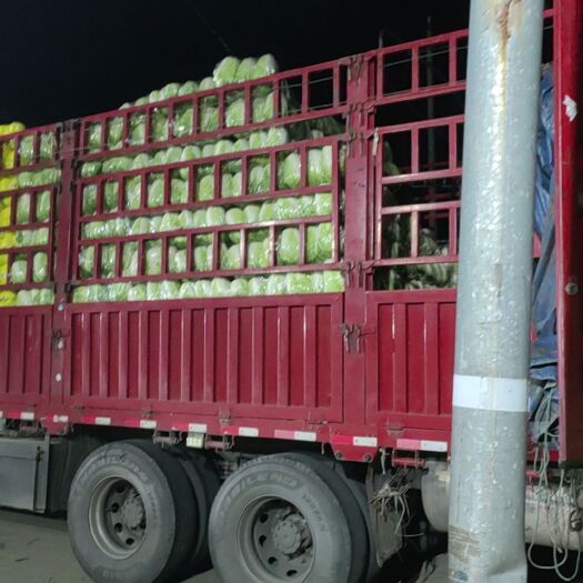 东台市东台大白菜