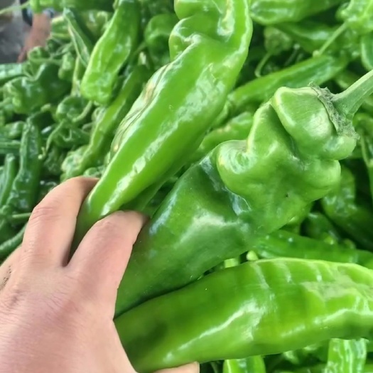 商丘精品薄皮青泡椒
