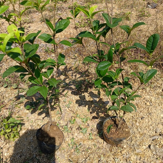 荔浦市四季桂杯苗