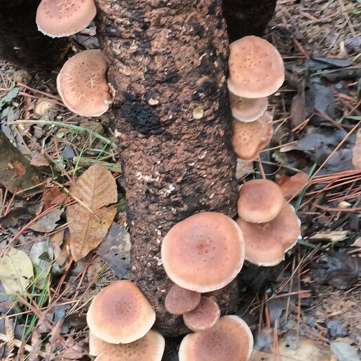 遵义贵州马桑菌，味道鲜美，含多种维生素和氨基酸