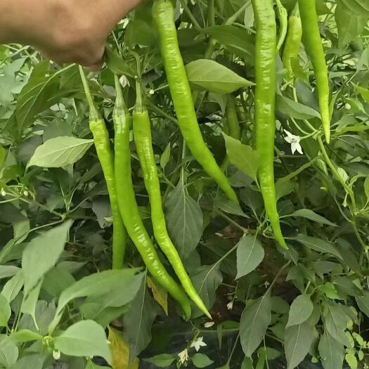 博白县广西辣椒大量上市，二荊条，2号，3号，8号，55号，螺线，