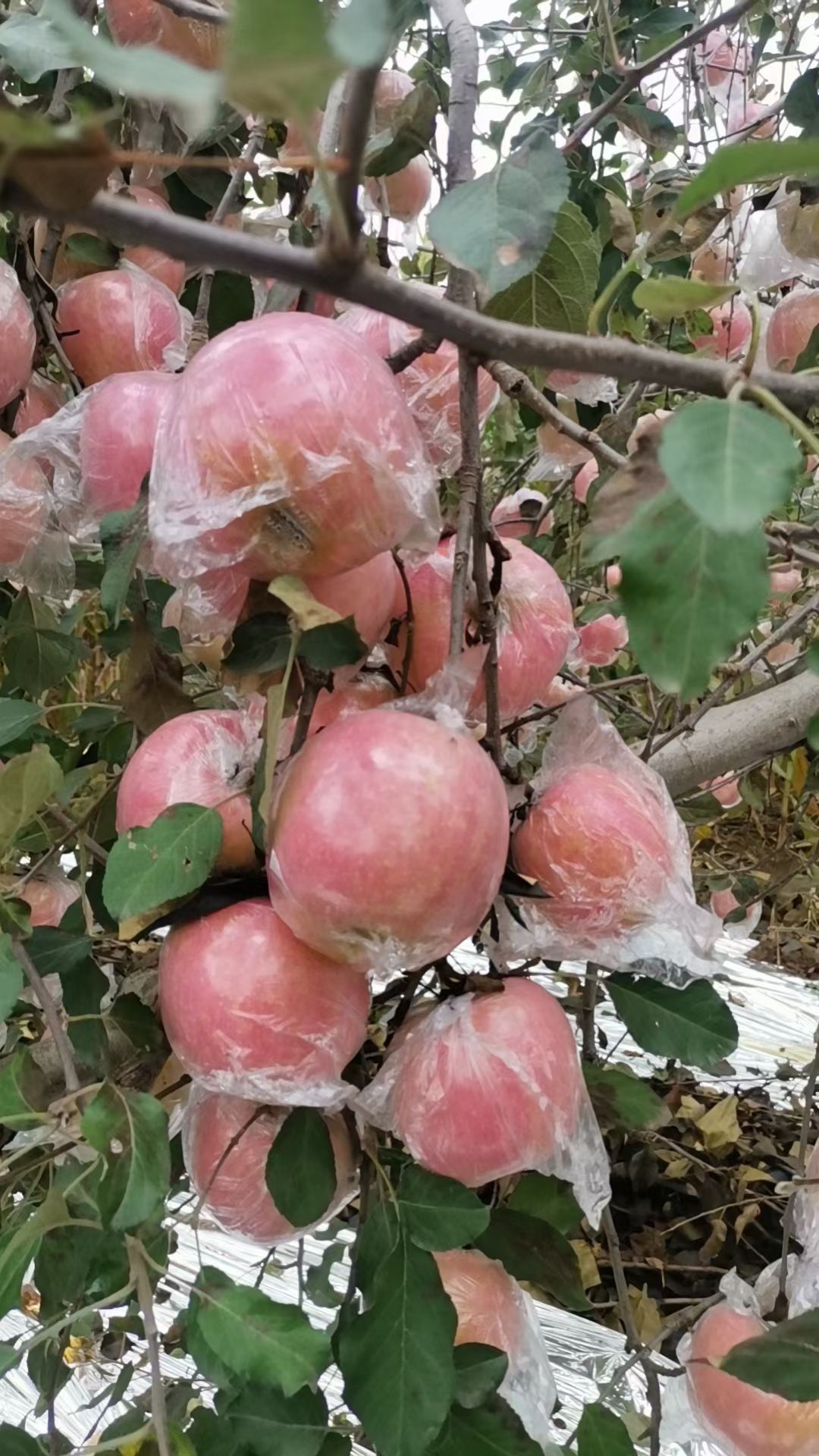 精品红富士苹果口感甜脆
