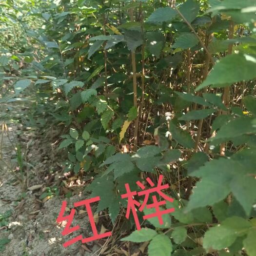 庐山市红榉 榉树种子 榉树种植基地